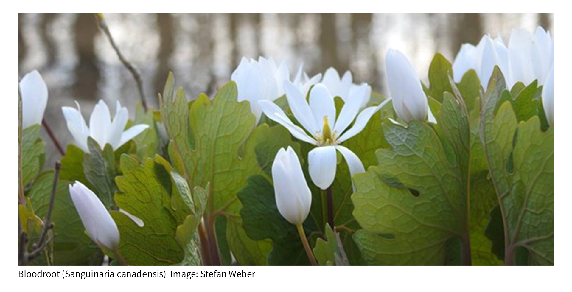 Bloodroot (Sanguinaria canadensis)  Image: Stefan Weber