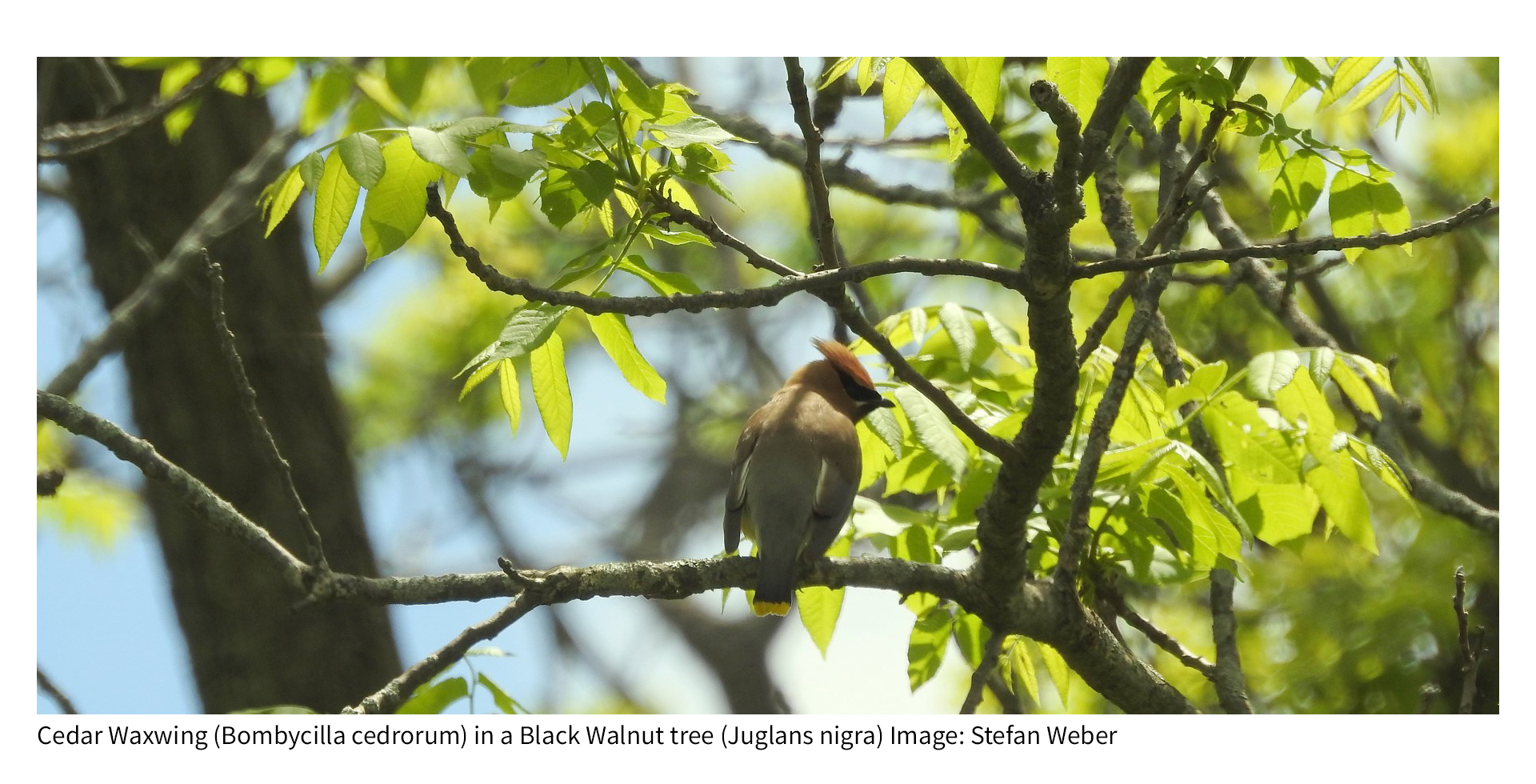 Cedar Waxwing Bird photo