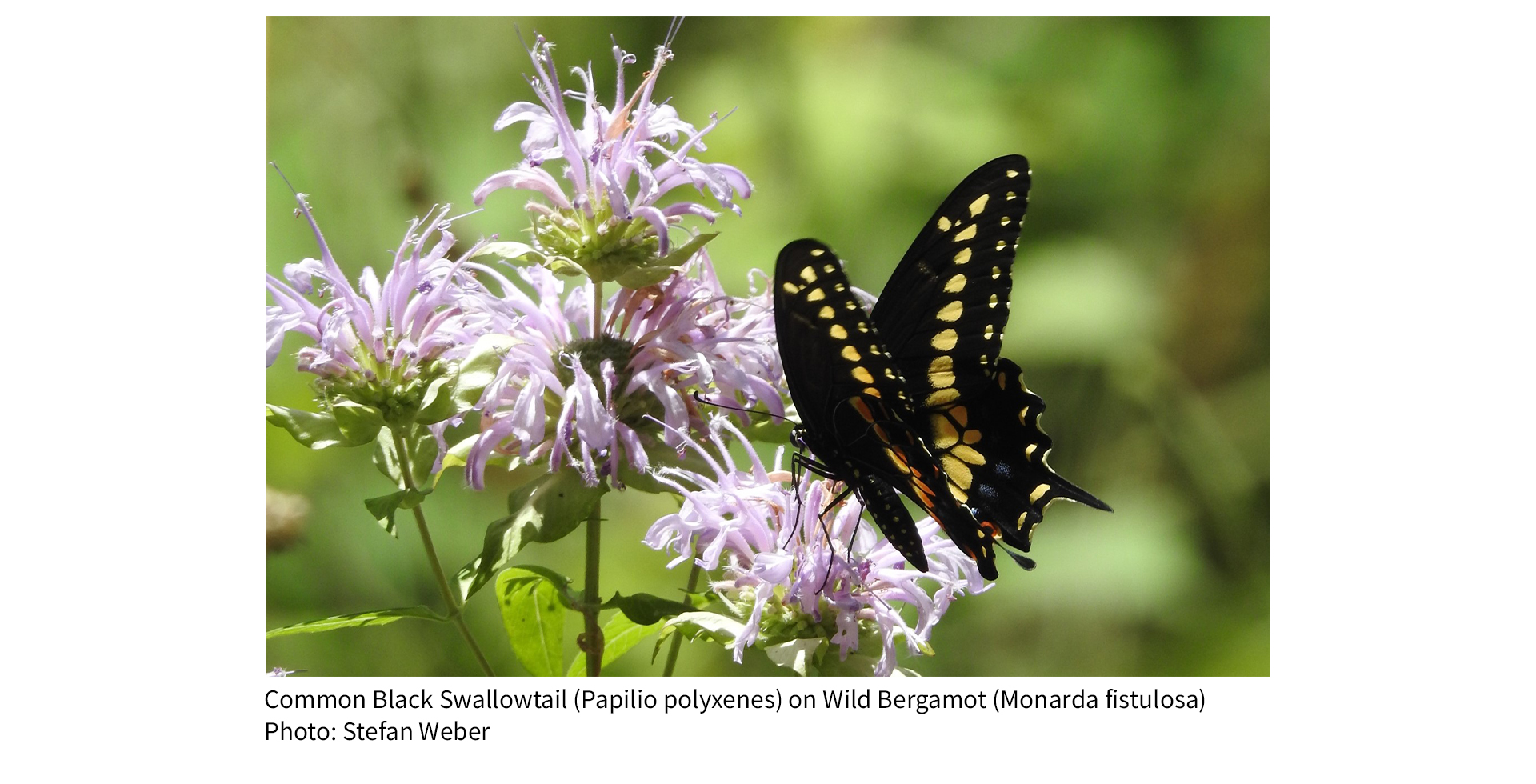 Common Black Swallowtail Butterfly photo