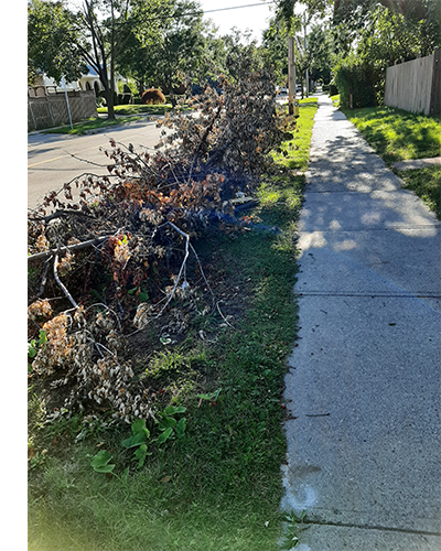 Fallen Trees picture