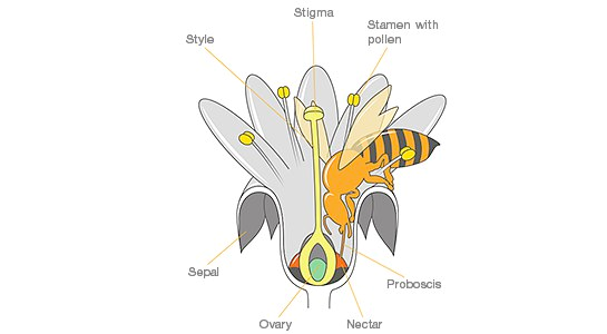 Diagram of a flower